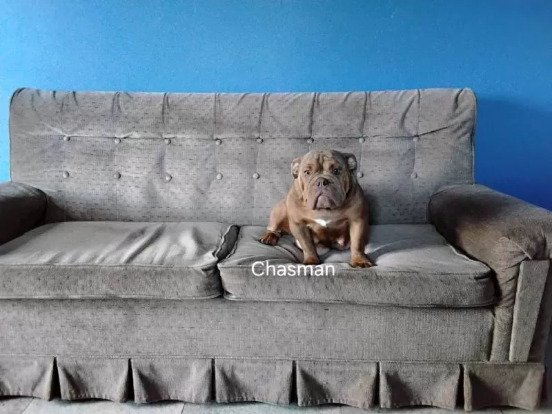 Bulldog Name: Chasmine