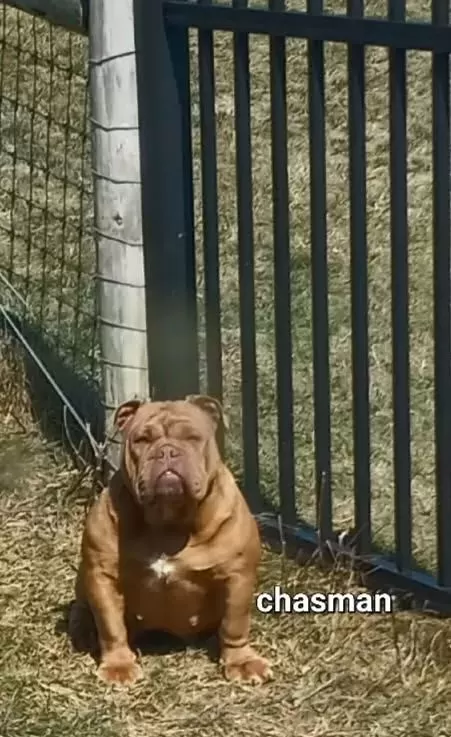 Bulldog Name: Chasman