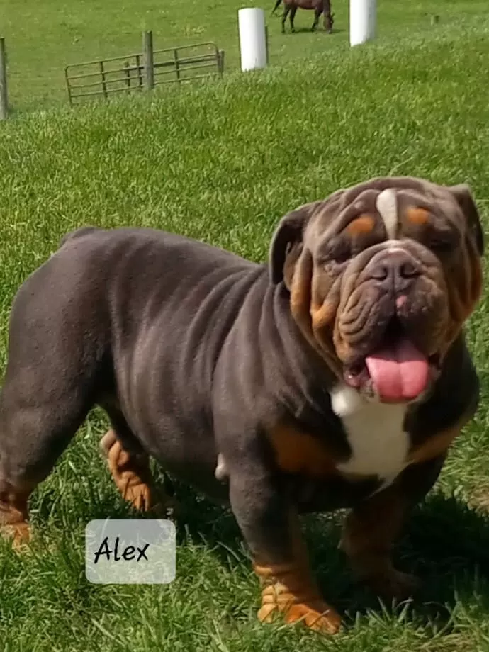 Bulldog Name: Alex