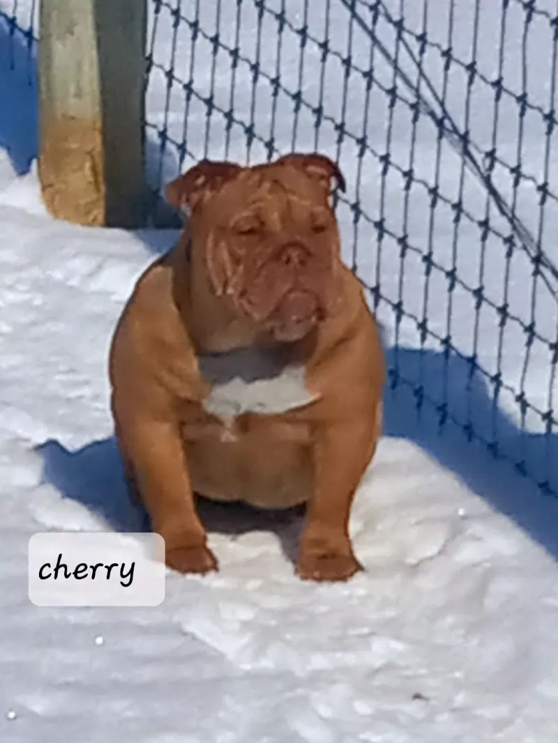 Bulldog Name: Cherry