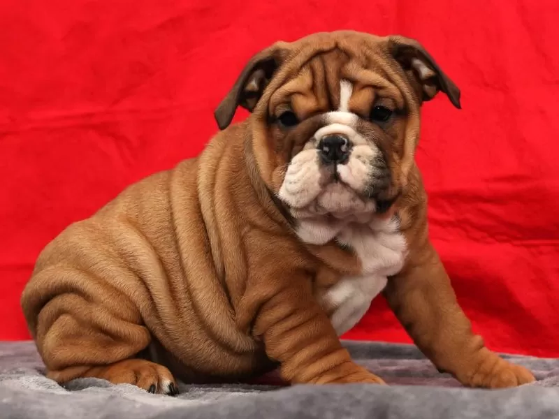 Bulldog Name: Kendra