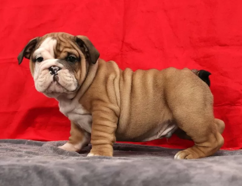 Bulldog Name: Kenny