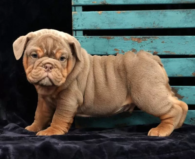 Bulldog Name: Sheldon