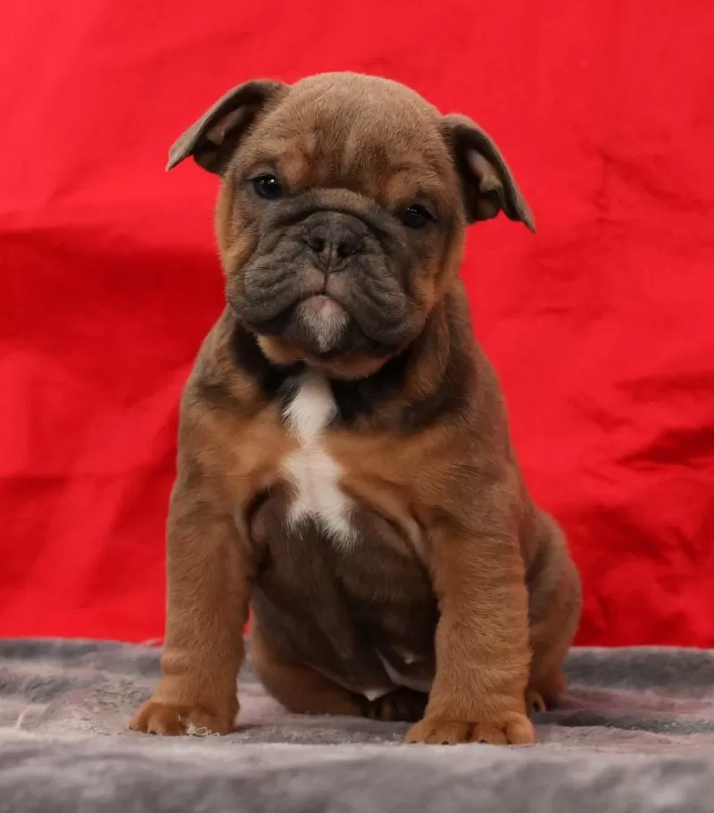 Bulldog Name: Saffron