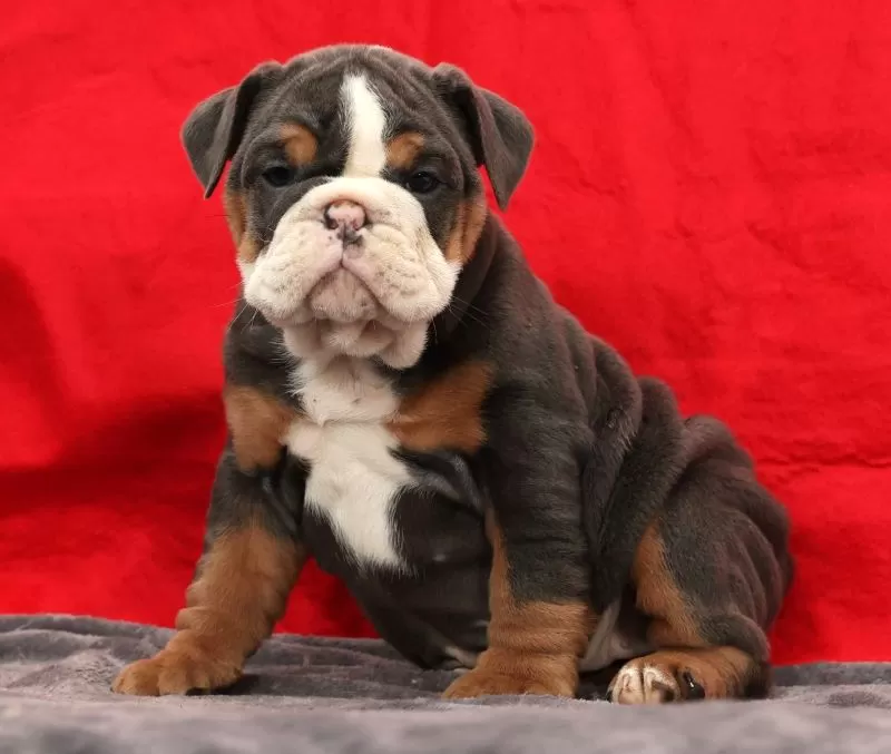 Bulldog Name: Sierra