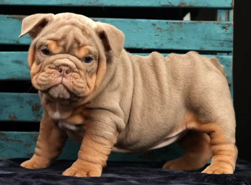 Bulldog Name: Shelly