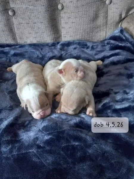Upcoming Litter