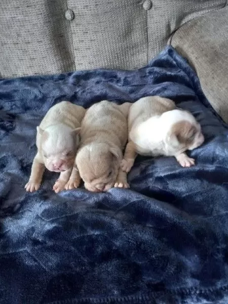 Upcoming Litter