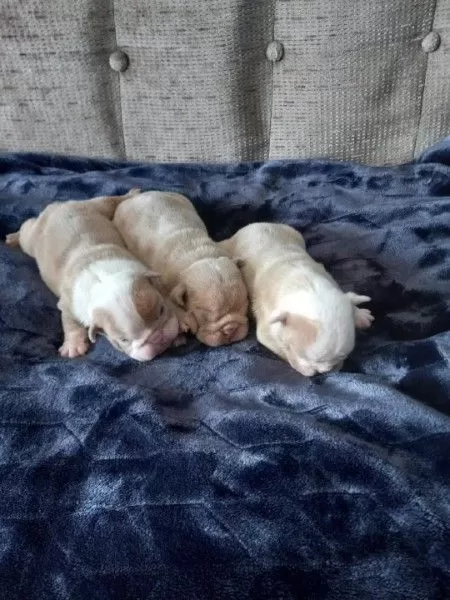 Upcoming Litter