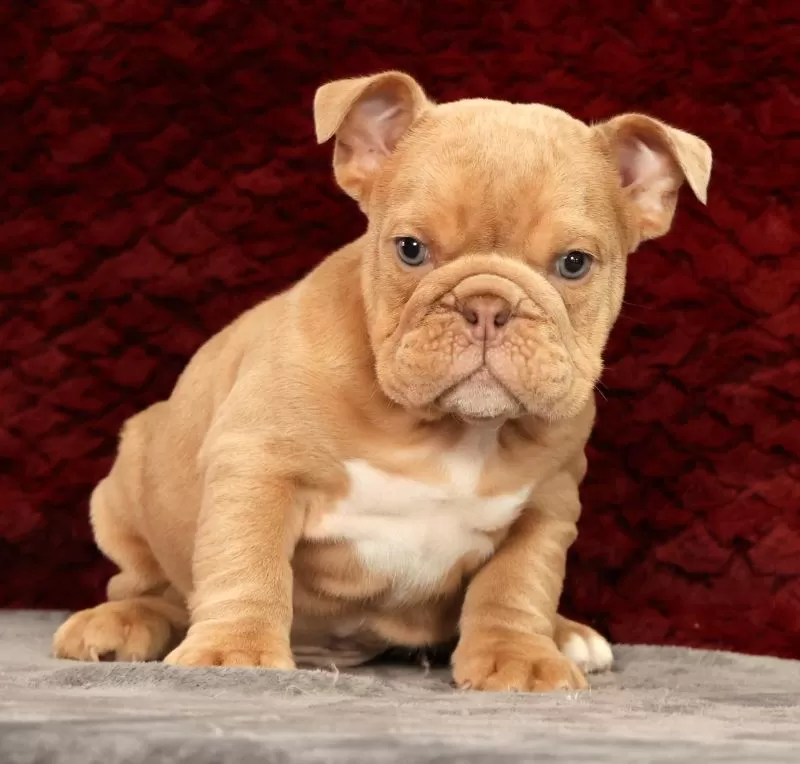 Gus