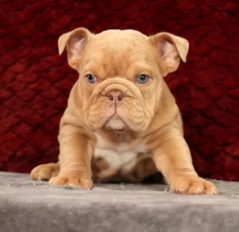 Gus