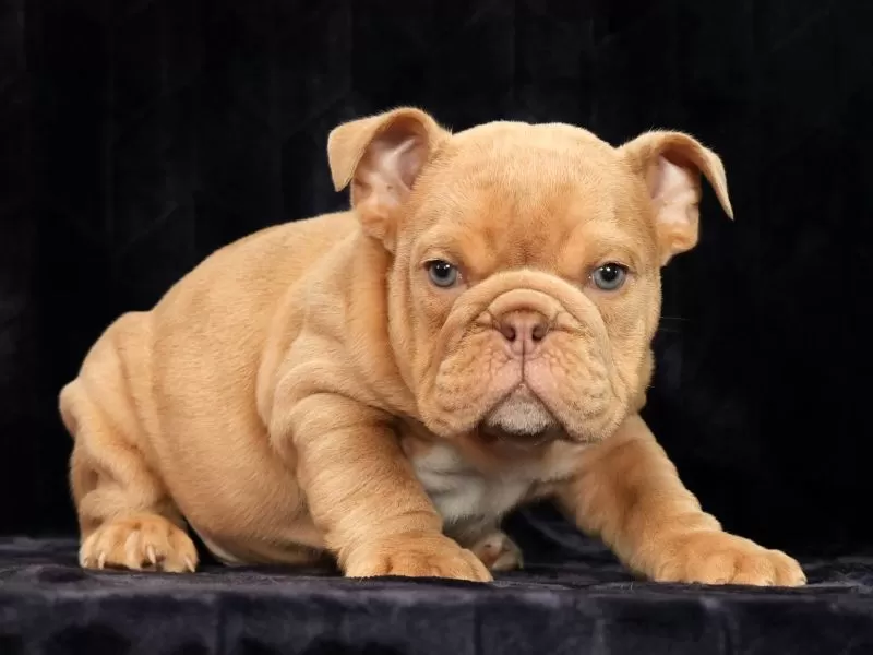 Gus