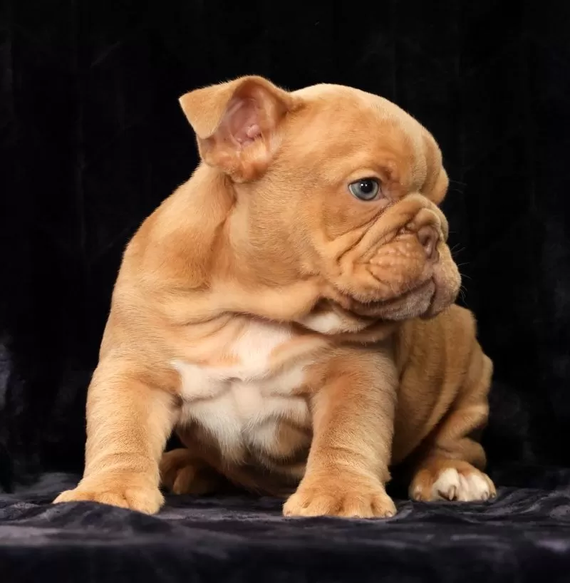 Gus