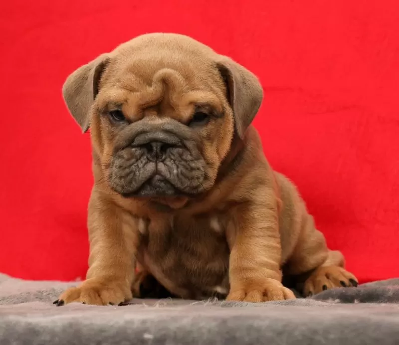 Sarge