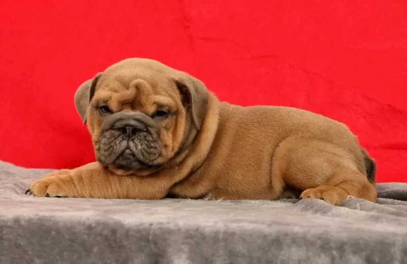 Sarge