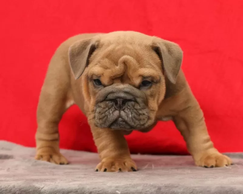 Sarge