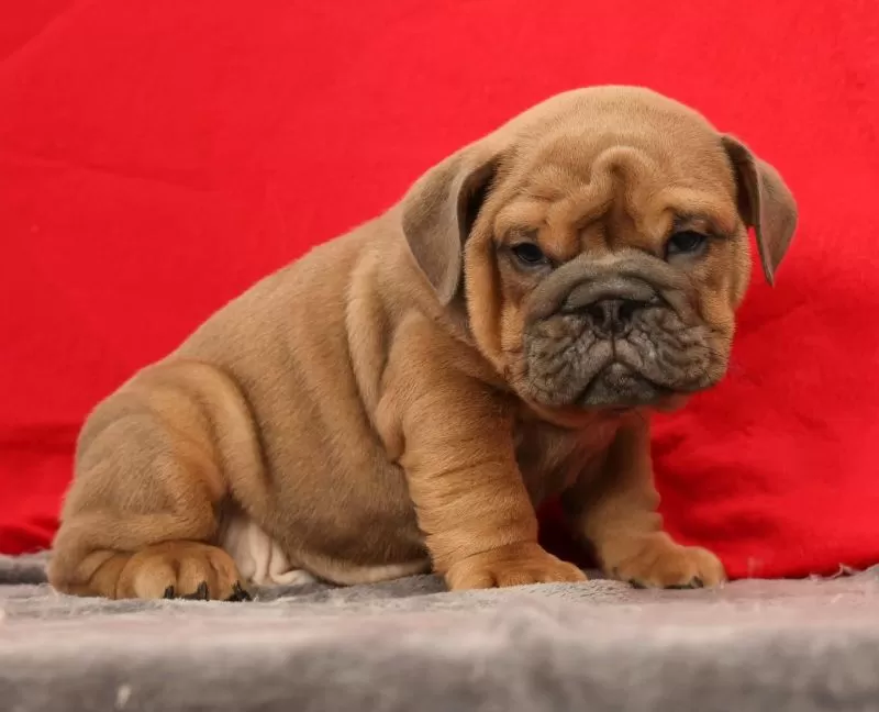 Sarge