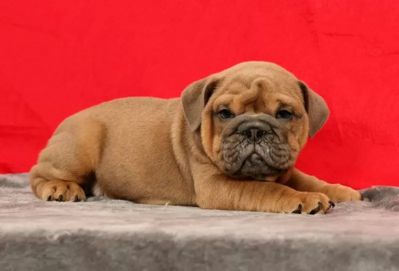 Sarge
