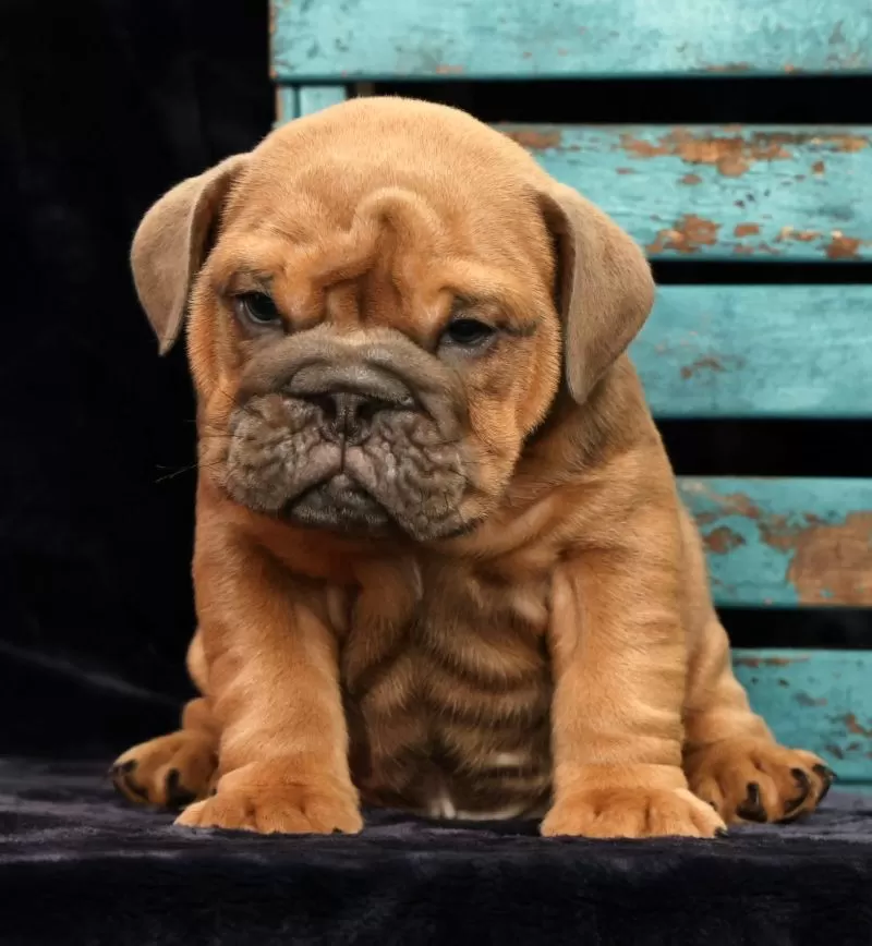 Sarge