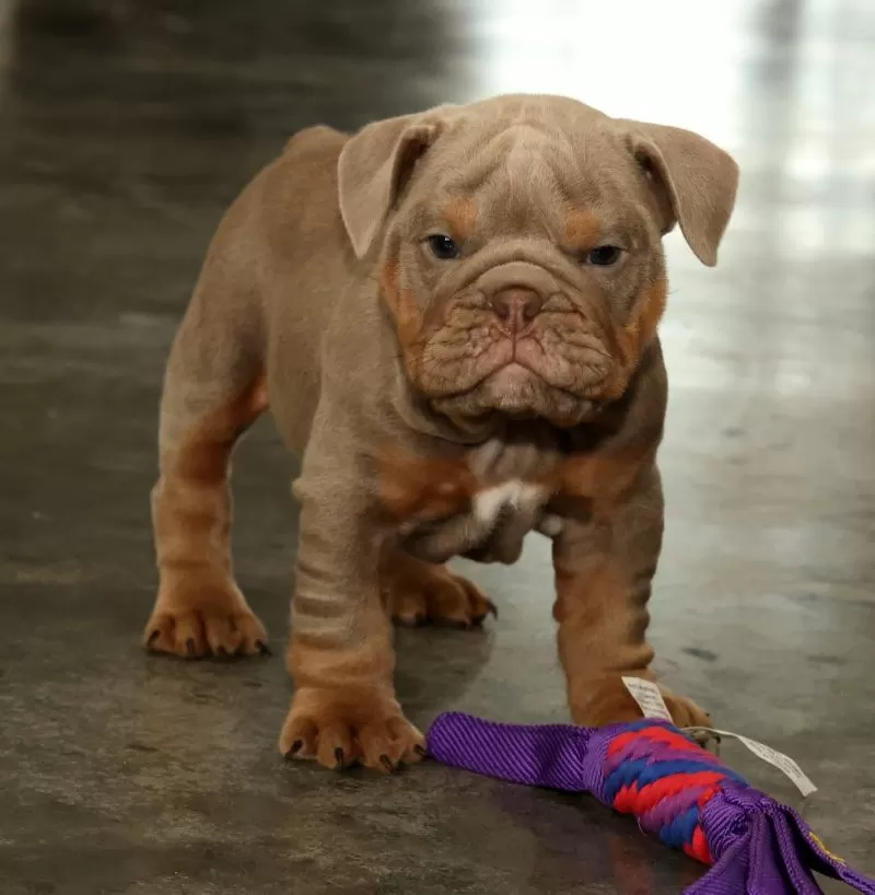 Bulldog Name: Scotty