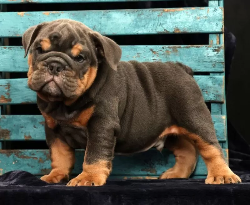 Samson